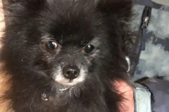 Найдена собака, Тульская область, фото: Собака найдена: Донской, Тульская обл.