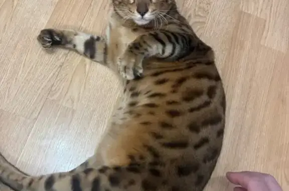 Найдена кошка, Санкт-Петербург, фото: Кошка найдена: пр. Космонавтов, 20 к3