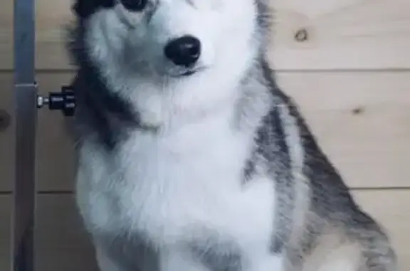 Пропала собака на Пионерской, Череповец