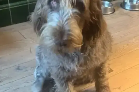 Пропала собака Джек, наб. Макарова, 32к1