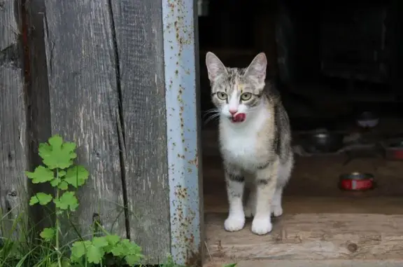Пропала кошка на ул. Коровникова, 13 к1