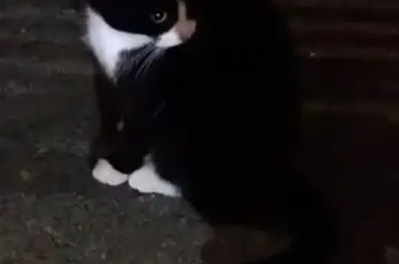 Найдена кошка, Челябинск, фото: Кошка найдена, ул. Воровского, Челябинск