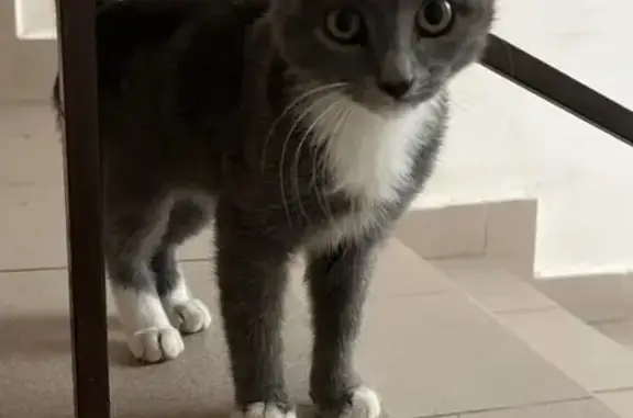 Найдена кошка, , фото: Кошка найдена: Энем, Адыгея