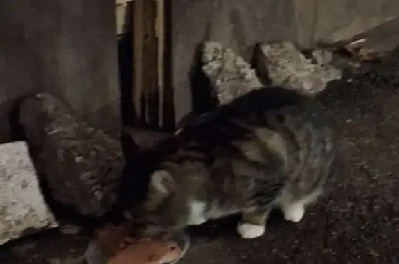 Найдена кошка, Санкт-Петербург, фото: Кошка найдена: Киришская ул., 5, СПб