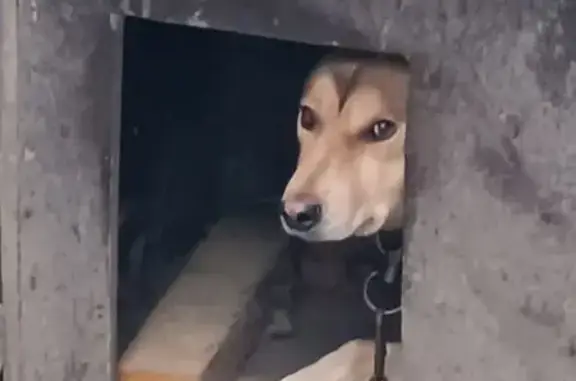 Найдена собака, Батайск, фото: Найдена собака на ул. Куйбышева, 10, Батайск