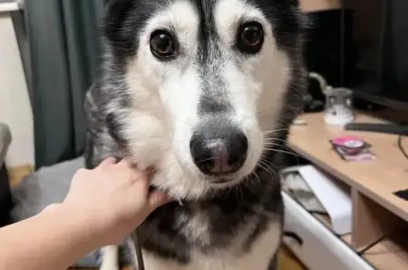 Найдена собака, Новосибирск, фото: Найдена собака, ул. Кропоткина 108, НСК