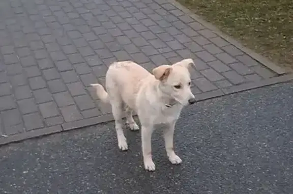 Собаки потеряшки, Барановичи, фото: Потеряшка собака, ул. Тельмана, 161 к1