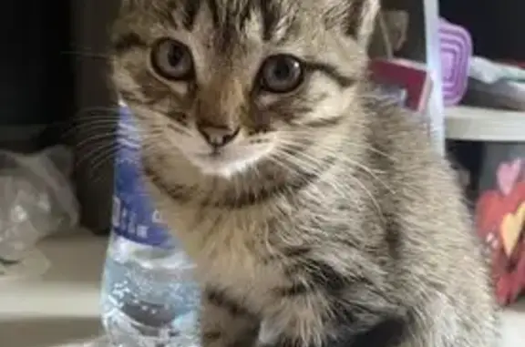 Пропала кошка, Рябиновая 20, Добрянка