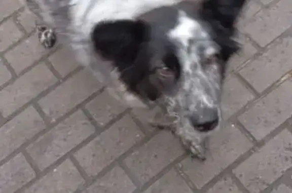 Найдена собака, Старый Оскол, фото: Собака найдена, Старый Оскол, 15