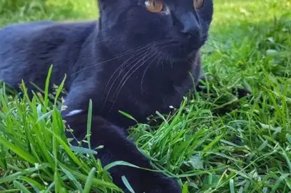 Пропала черная кошка, Боровая 38, Заборье