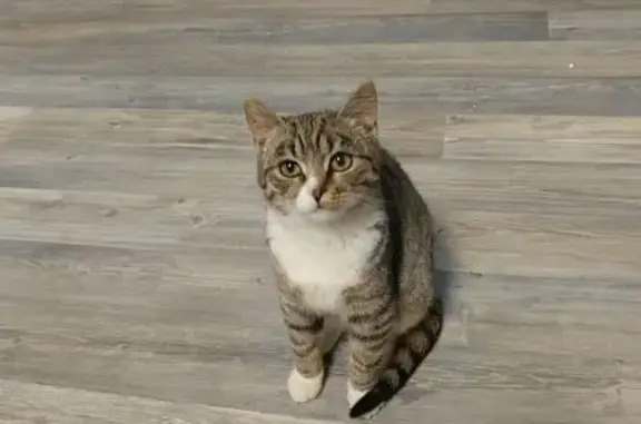 Найдена кошка, Калининград, фото: Найдена кошка на ул. Фрунзе, 67, Калининград