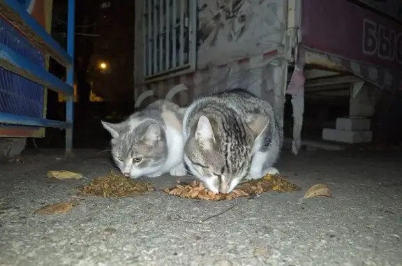 Найдена кошка, Астрахань, фото: Кошки найдены в парке Аркадия, ул. Калинина, 51