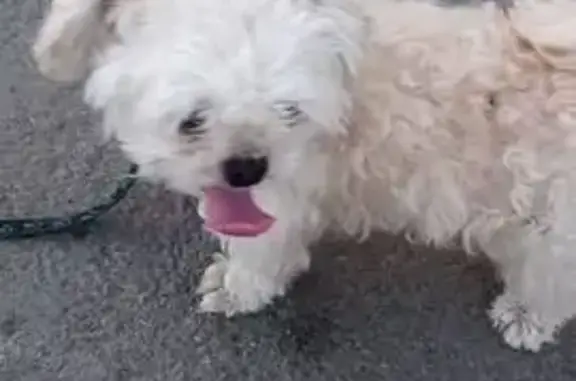 Потерянные животные Мартюш, фото: Пропала собака, ул. Гагарина 9, Мартюш