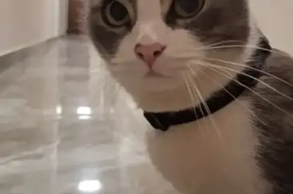 Найдена кошка, Астана, фото: Найдена кошка, Астана, ул. Асфендиярова 8