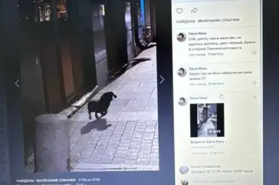 Собаки потеряшки, Санкт-Петербург, фото: Потеряшка такса, Биржевая площадь, СПб