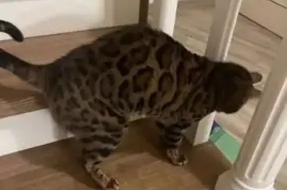 Пропала кошка, Трактовая 134А, Миасс