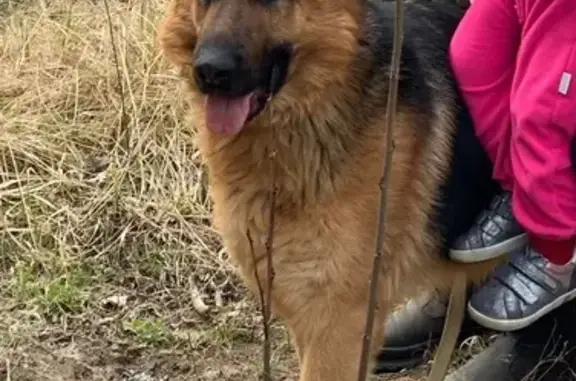 Пропала собака в районе ул. Безменково