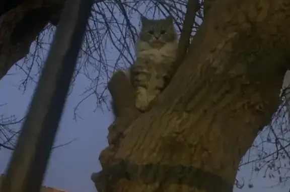 Найдена кошка, , фото: Котенок найден на Учебной улице, Тверь