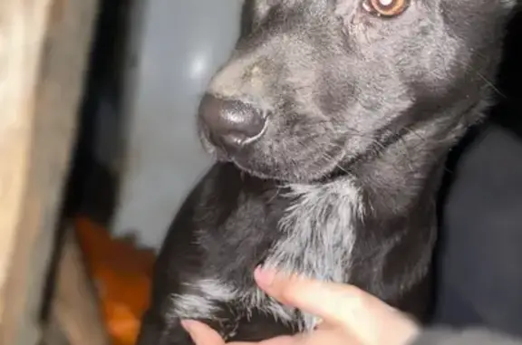 Пропала собака, ул. Соколова, 3, Лосиный