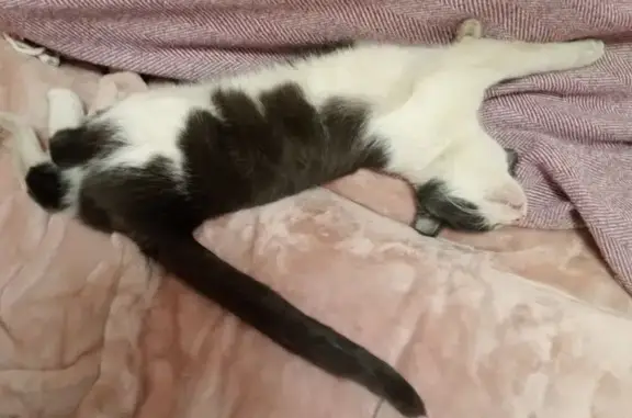 Кошки потеряшки, Ташкент, фото: Потеряшка кошка на Хаваскор ул., Ташкент