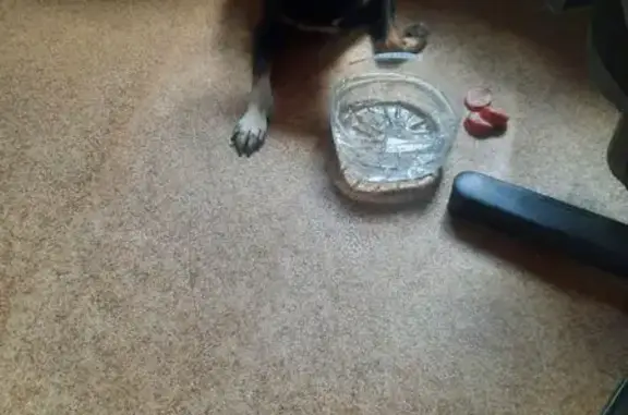 Найдена собака, Челябинск, фото: Собака найдена: пр. Ленина 3, Челябинск