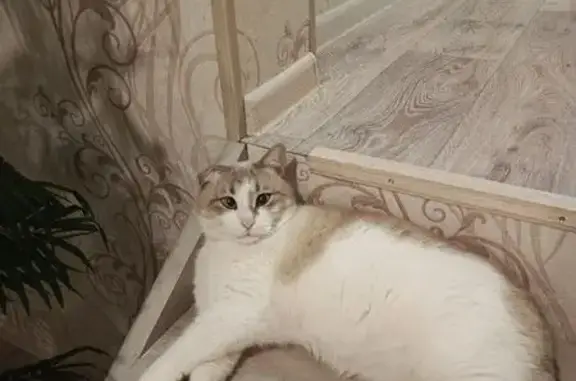 Пропала кошка, Раздольная ул., 12, Тамбов