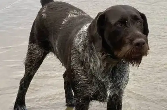 Собаки потеряшки, Саратов, фото: Потеряшка собака на Рубиновой улице, Саратов