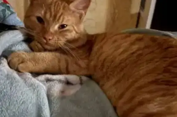 Пропала кошка, 2-й Деповский пер., Новомоск.