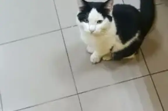 Найдена кошка, Саранск, фото: Найдена кошка, пр. 60 лет Октября, Саранск