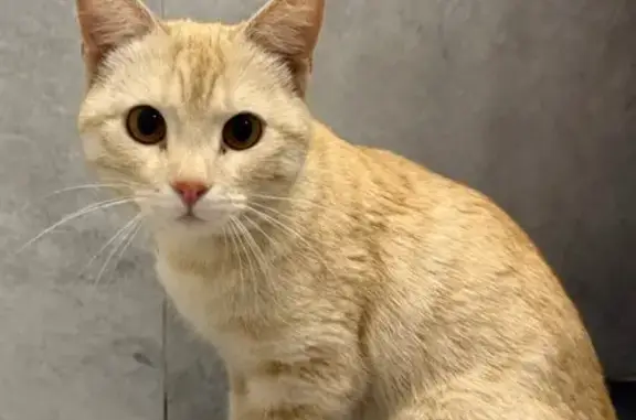 Найдена кошка, Обь, фото: Кошка найдена: ул. ЖКО Аэропорта, 1А, Обь
