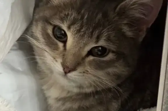 Найдена кошка, Самара, фото: Найдена серая кошка, Ново-Садовая 106Л