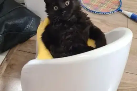 Кошки потеряшки, Феодосия, фото: Потеряшка кошка, Володарского 33, Феодосия