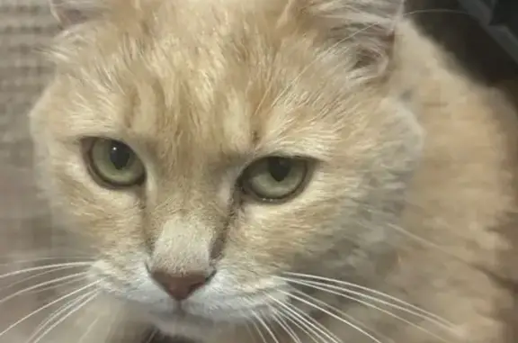 Пропала кошка, Красноармейская 4а