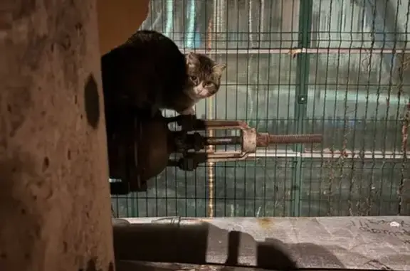 Найдена кошка, Верхняя Пышма, фото: Кошка найдена: ул. Машиностроителей, 6Б