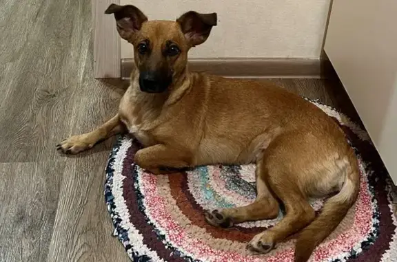 Собака найдена на Южной площади, Томск