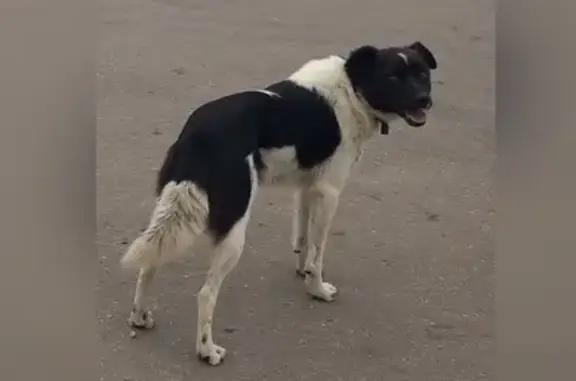 Пропала собака, Рязань, Рязанская область