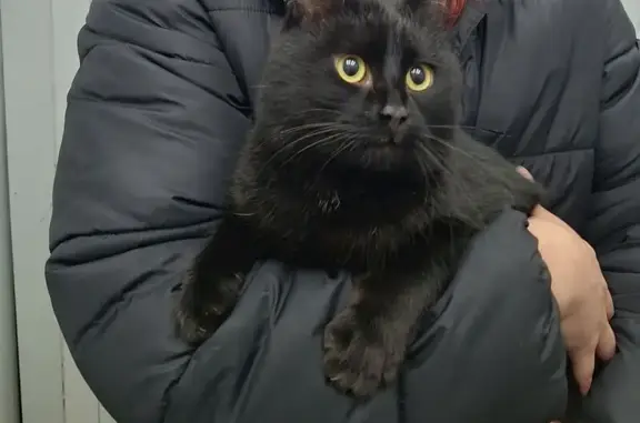 Найдена кошка, Оренбург, фото: Кот найден: Ямашева 8, Оренбург