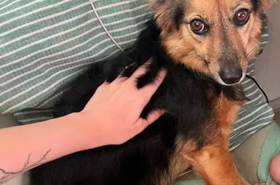 Пропала собака на трассе М-4, Немцово