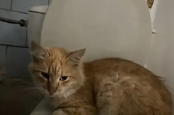 Пропала кошка, Банный пер., 11, Урюпинск