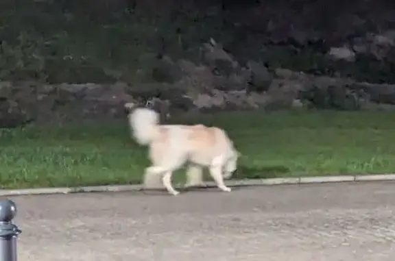 Найдена собака, Светлогорск, фото: Собака найдена: Морской бульвар, 17