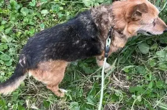 Собаки потеряшки, Новый Сочи, фото: Потеряшка собака, ул. Строителей, 27