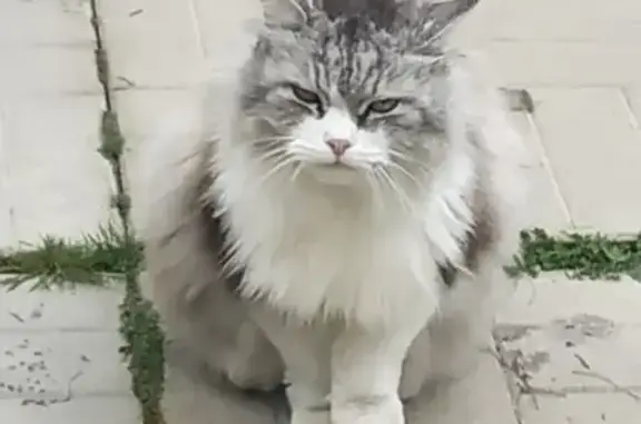 Найдена кошка, Московская область, фото: Кошка найдена, Колюбакино, МО