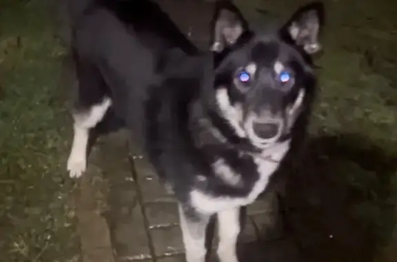 Пропала лайка Туман, 27К-265, Южный