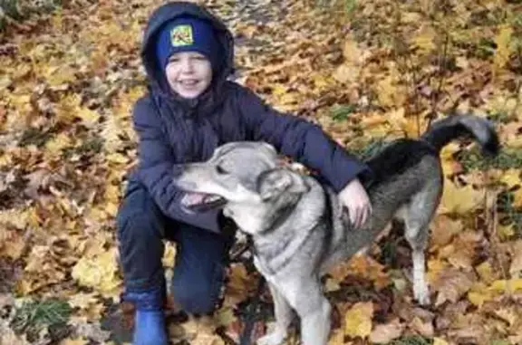 Пропала собака в Почепе, Брянская обл.