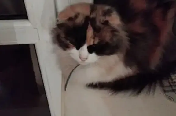 Найдена кошка, Великий Новгород, фото: Трехцветная кошка найдена на Свободы, 25