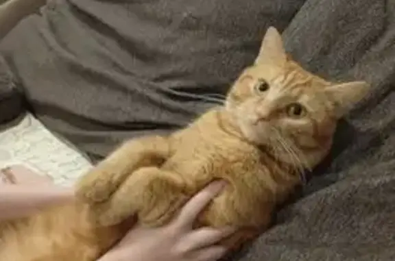 Кошки потеряшки, Томск, фото: Потеряшка кошка, ул. Говорова 22, Томск