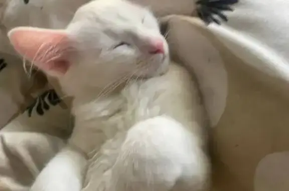 Потерянные животные Москва, фото: Пропал белый котенок, ул. Коштоянца, 13