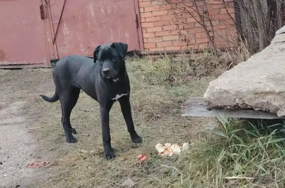 Найдена собака, Саранск, фото: Найдена собака, ул. Полежаева, 5, Саранск