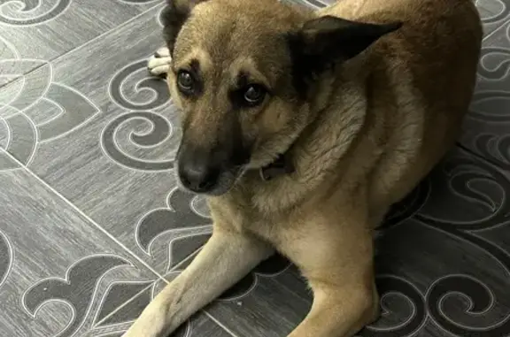 Пропала собака, Строитель, Белгородская обл.