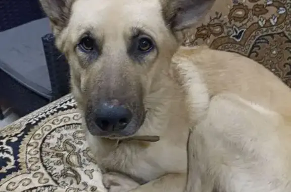 Найдена собака, Москва, фото: Найдена собака, Москва, палевый окрас